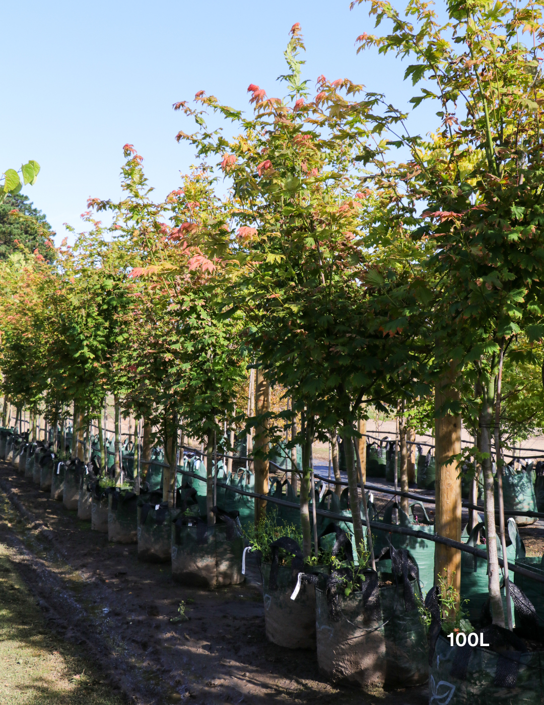 Acer vitifolium - Grape-leaved Maple - Evergreen Trees Direct