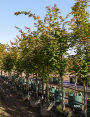 Acer vitifolium - Grape-leaved Maple - Evergreen Trees Direct