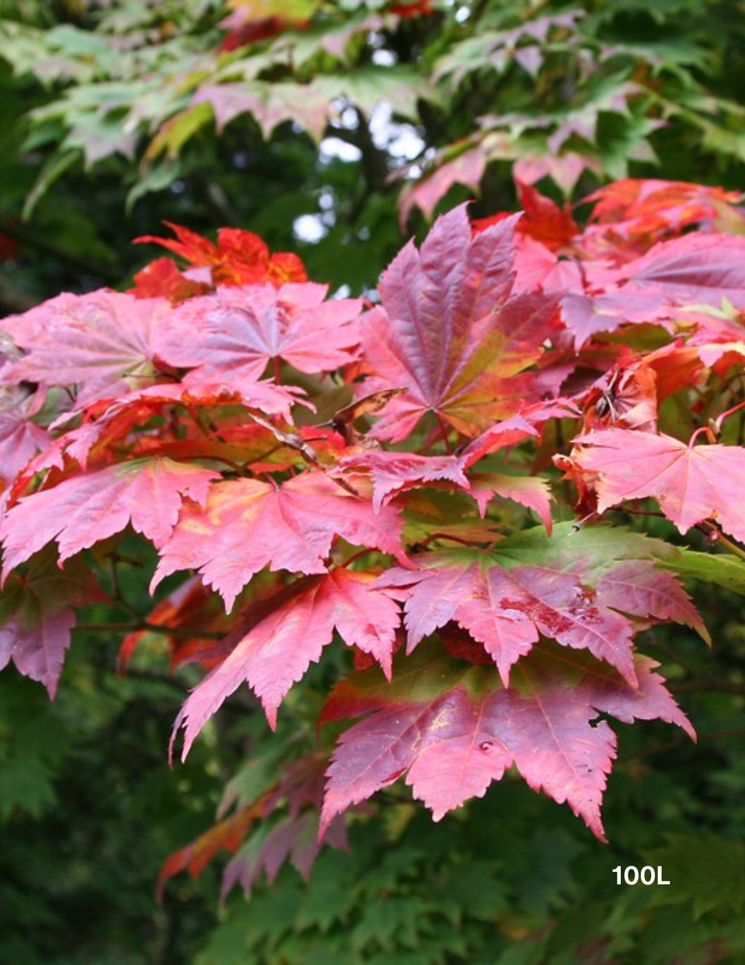 Acer vitifolium - Grape-leaved Maple - Evergreen Trees Direct