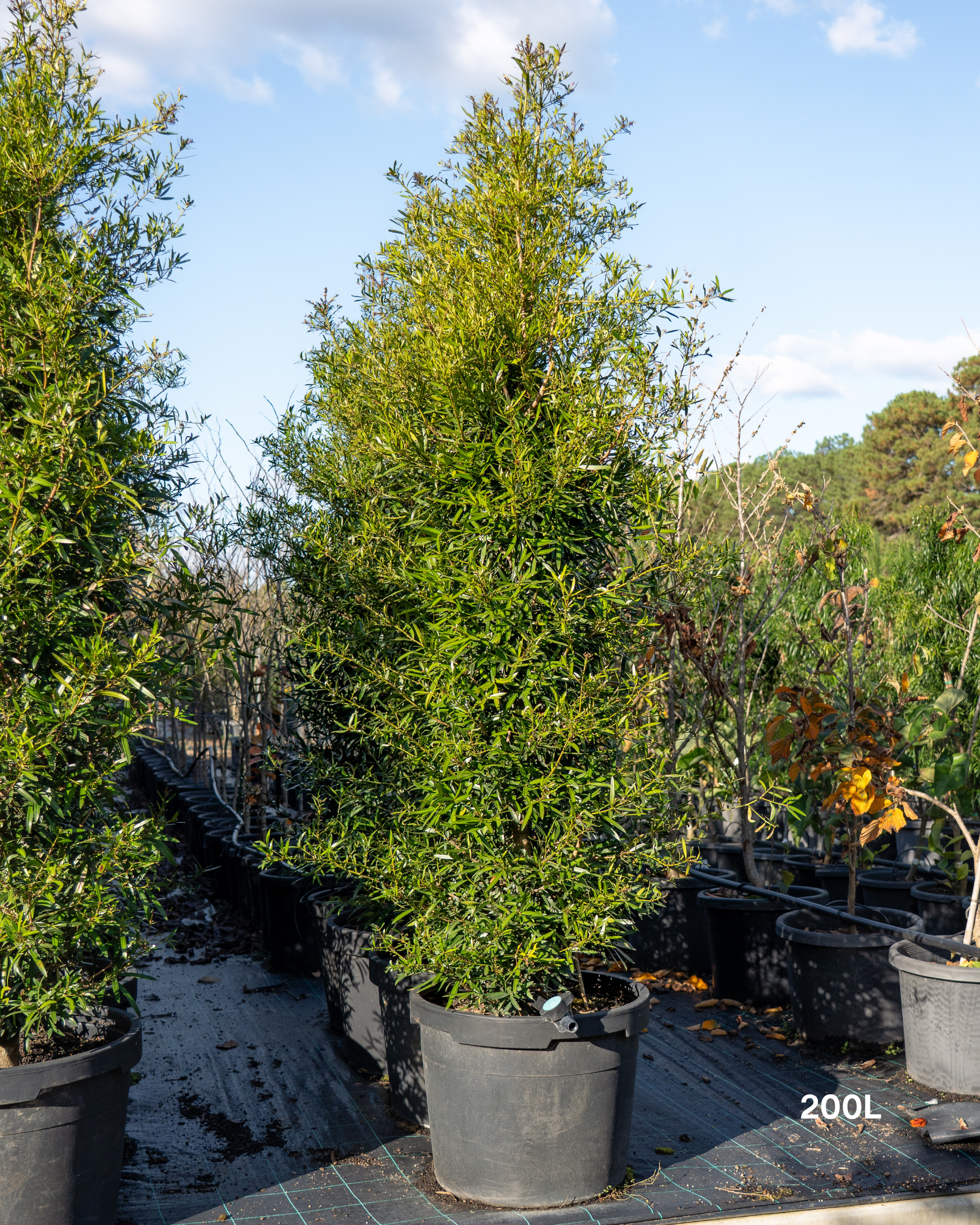 Afrocarpus falcatus – Podocarpus / Outeniqua Yellowwood