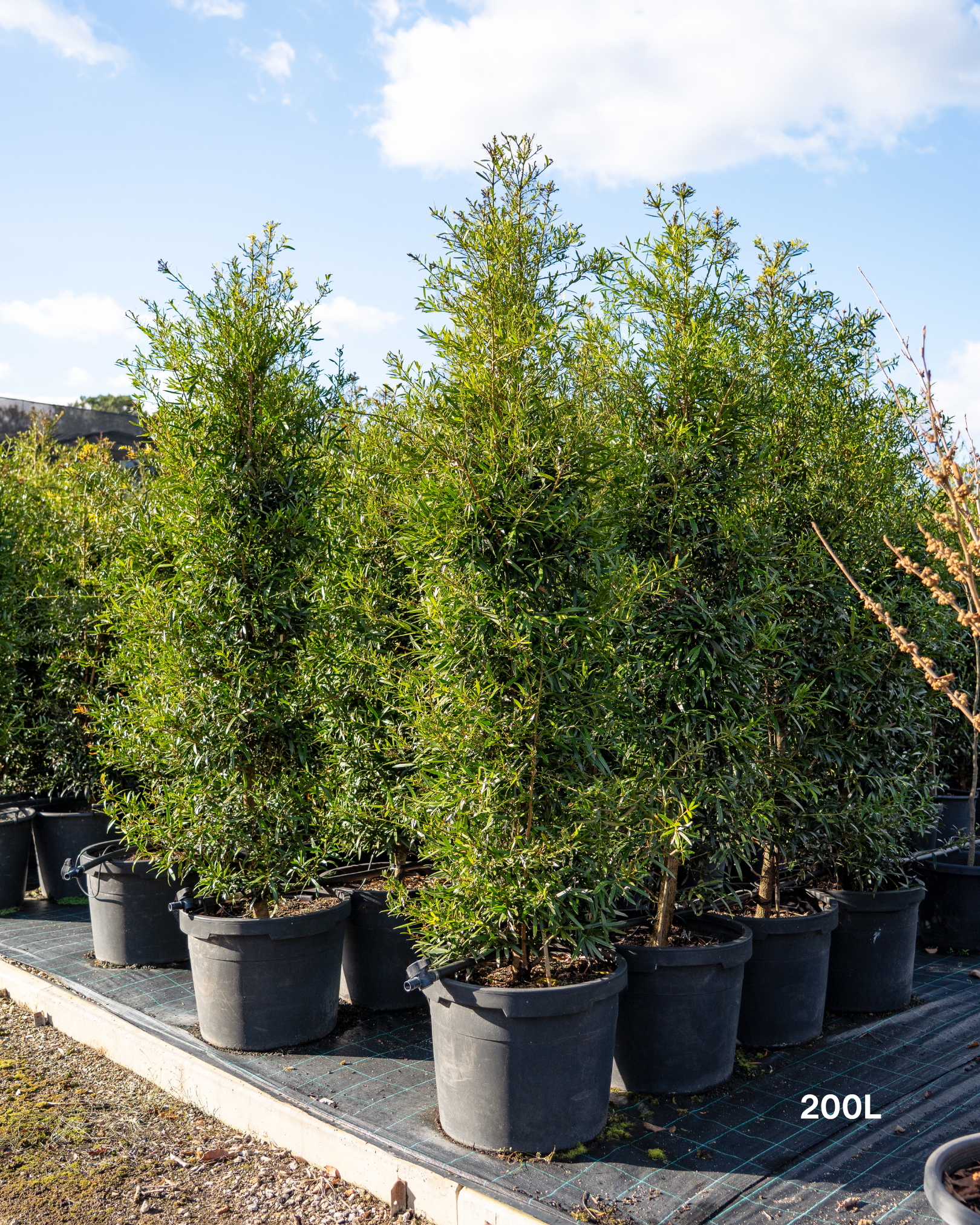Afrocarpus falcatus – Podocarpus / Outeniqua Yellowwood