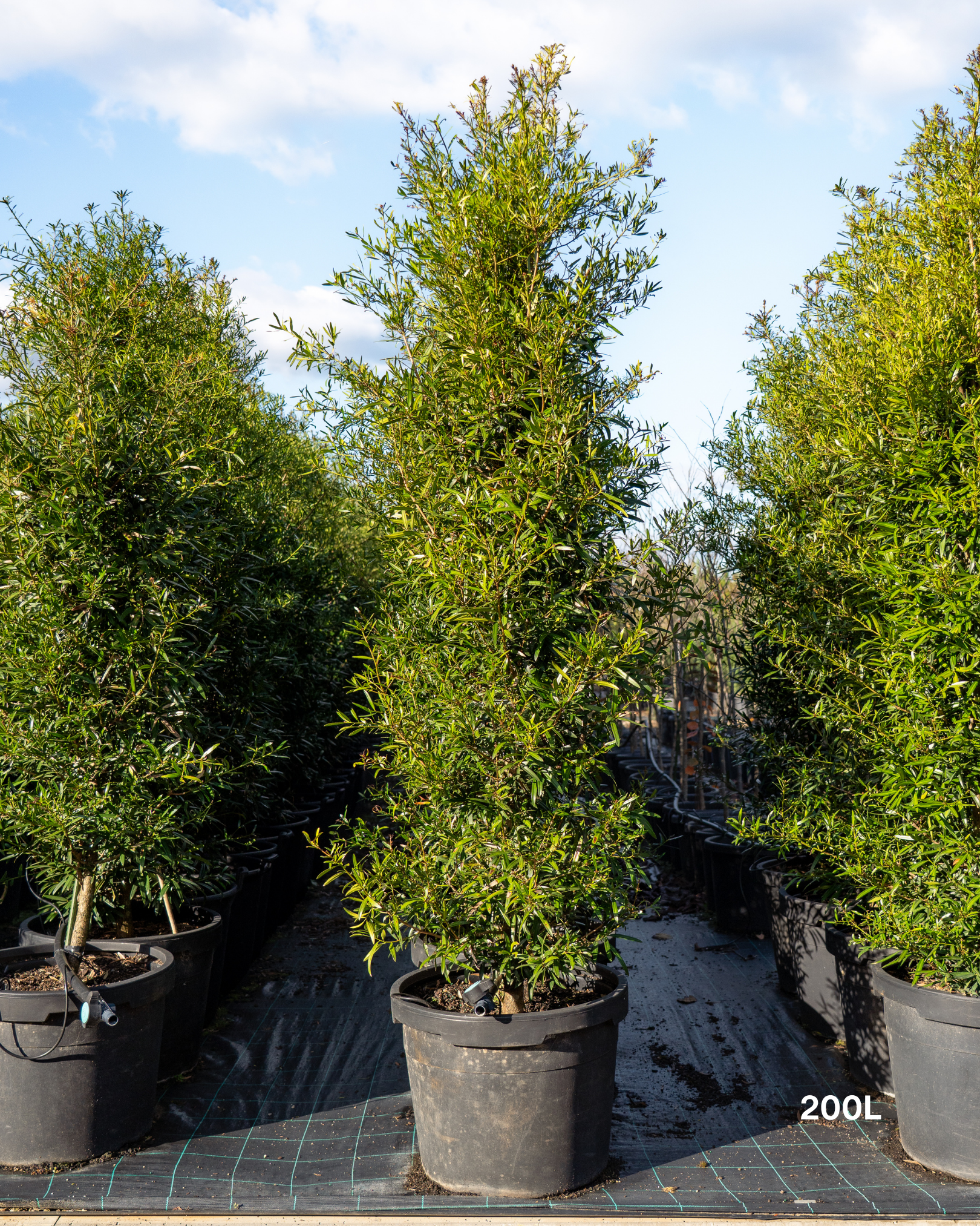 Afrocarpus falcatus – Podocarpus / Outeniqua Yellowwood