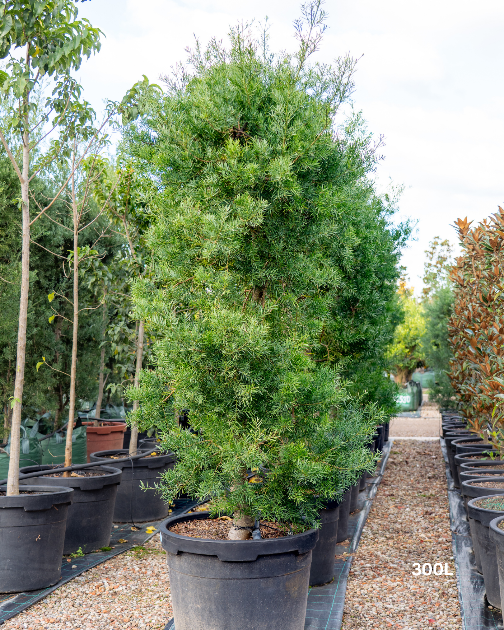 Afrocarpus falcatus – Podocarpus / Outeniqua Yellowwood