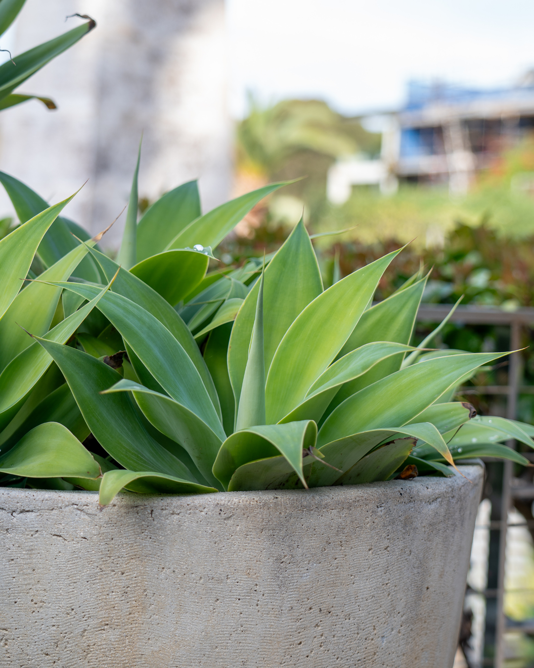 Agave attenuata Foxtail Agave