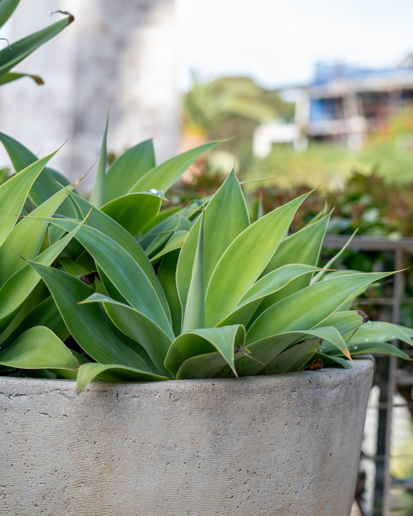Agave attenuata Foxtail Agave