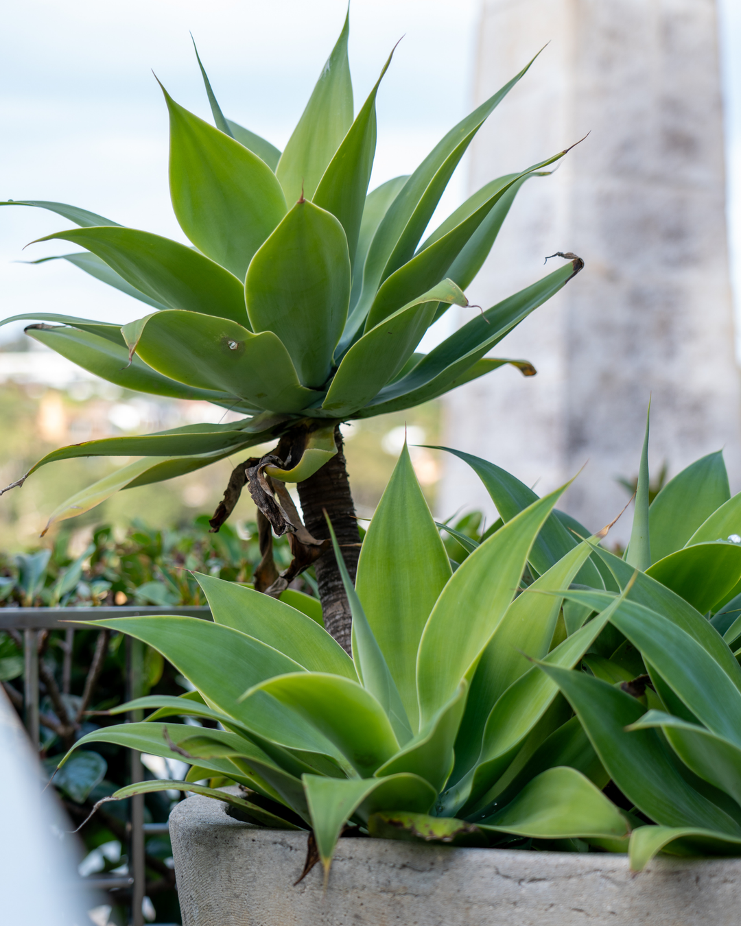 Agave attenuata Foxtail Agave