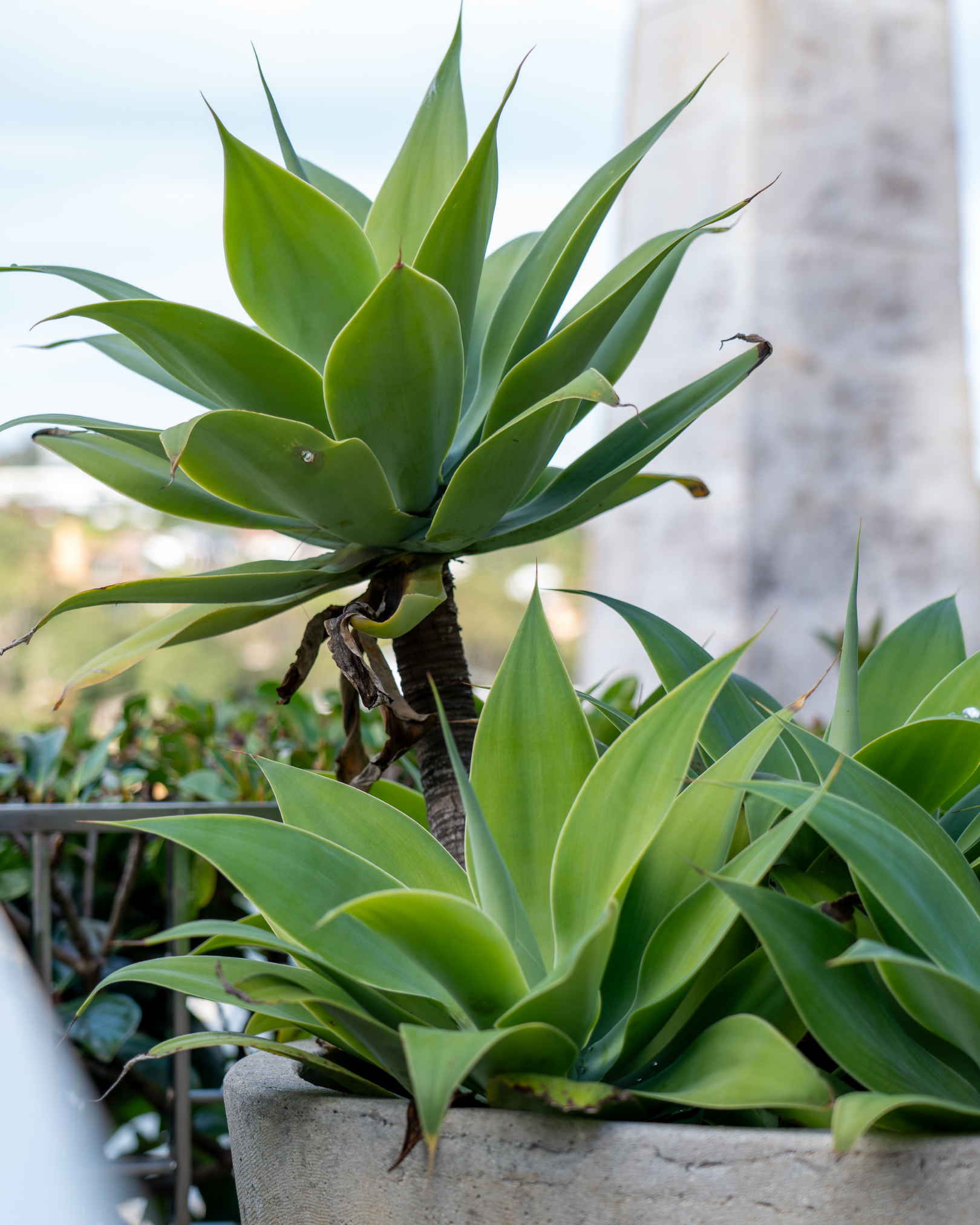 Agave attenuata Foxtail Agave