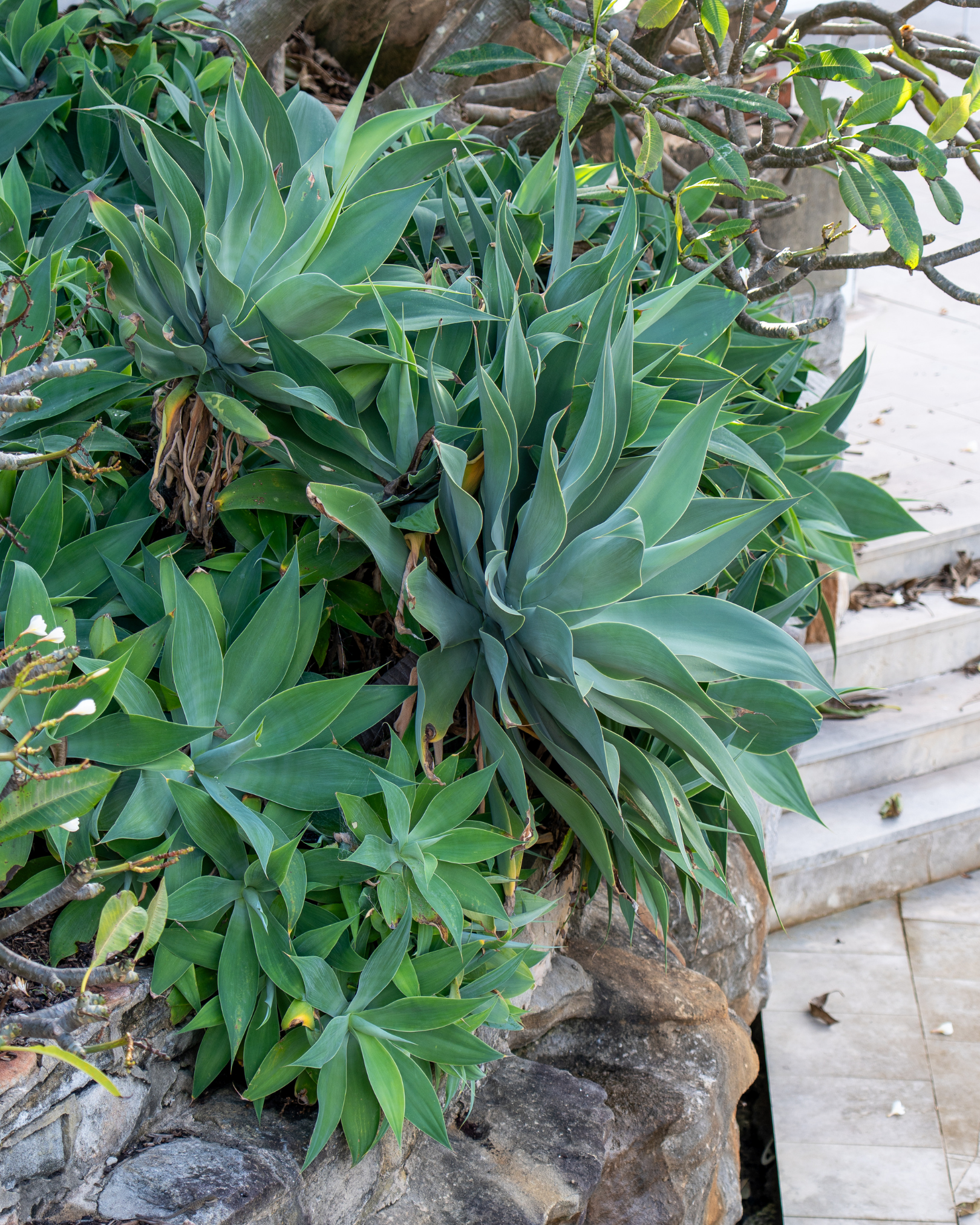 Agave attenuata Foxtail Agave