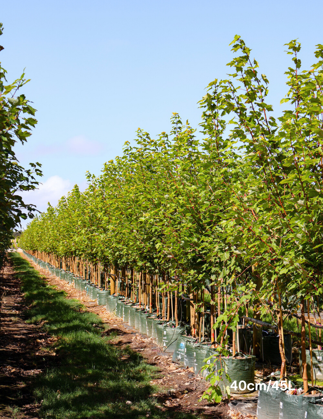 Acer rubrum 'Autumn Red'