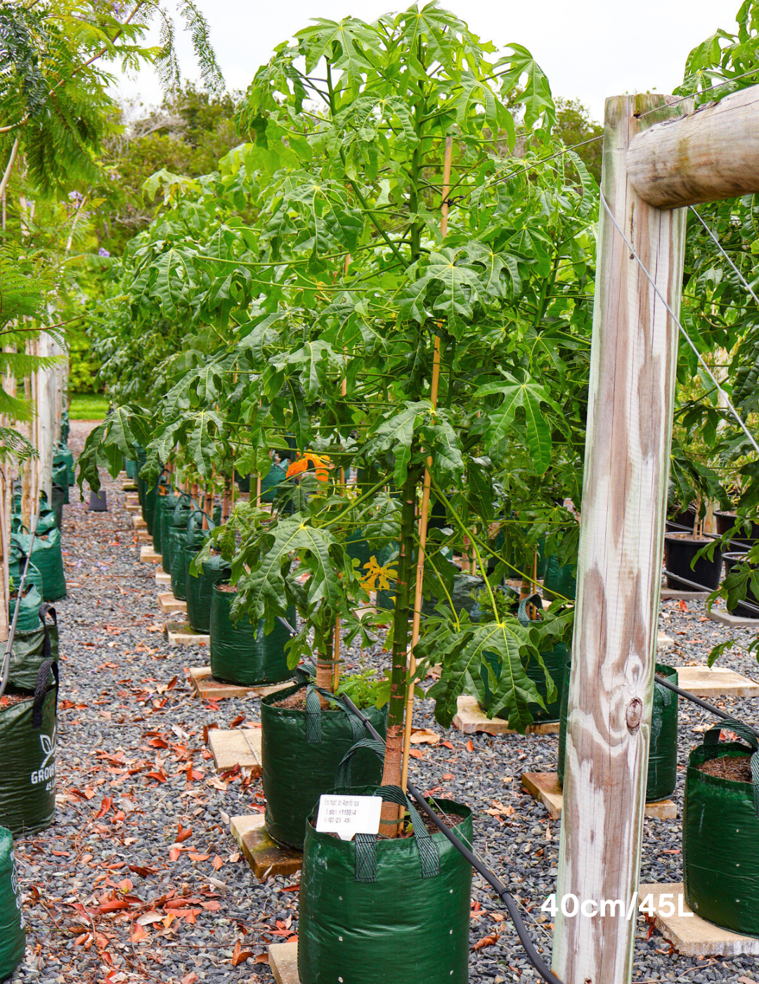 Brachychiton populneus x discolor 'Griffiths Pink' - Evergreen Trees Direct