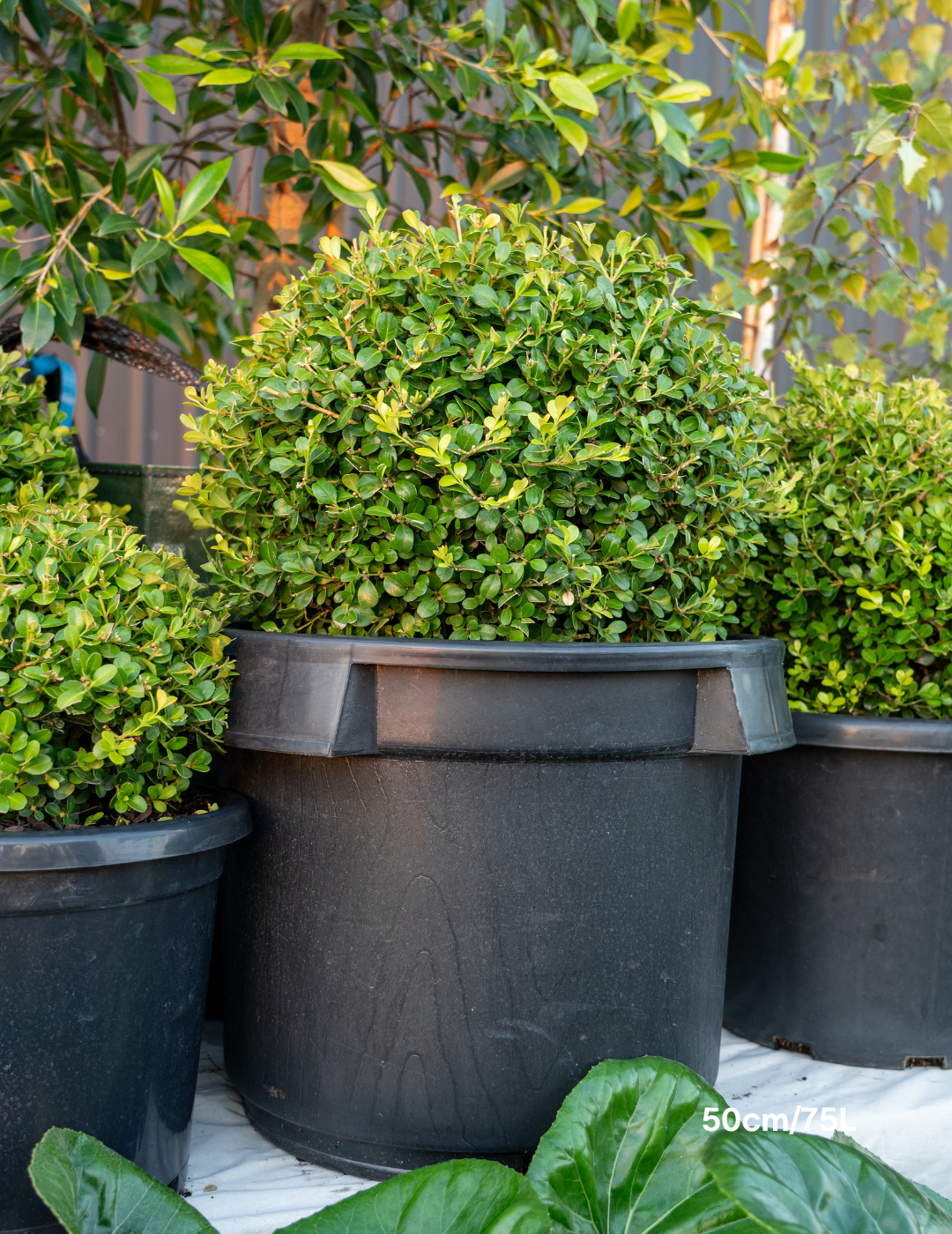 Buxus japonica Japanese Box Topiary Balls