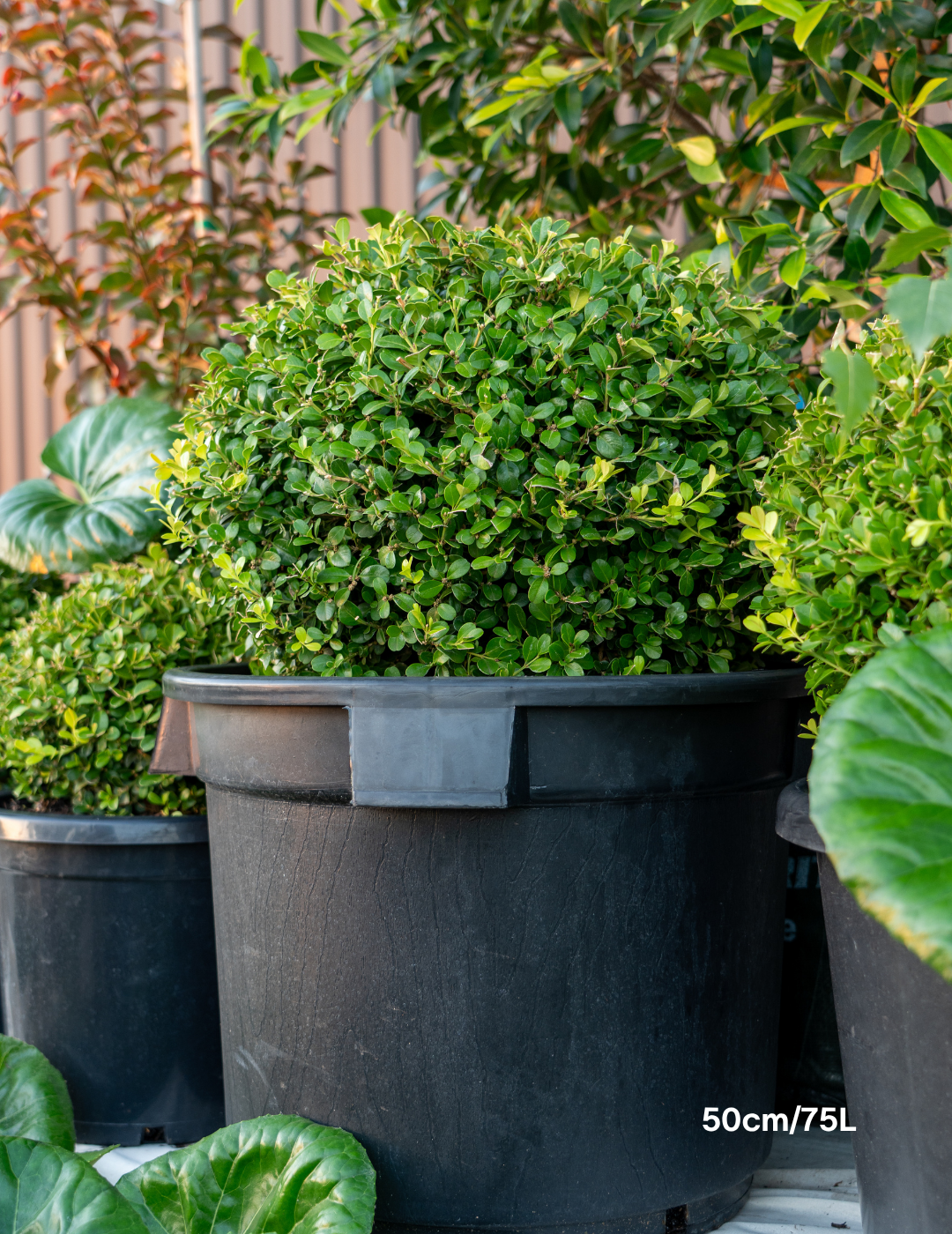 Buxus japonica Japanese Box Topiary Balls