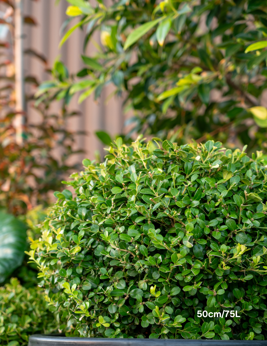Buxus japonica Japanese Box Topiary Balls