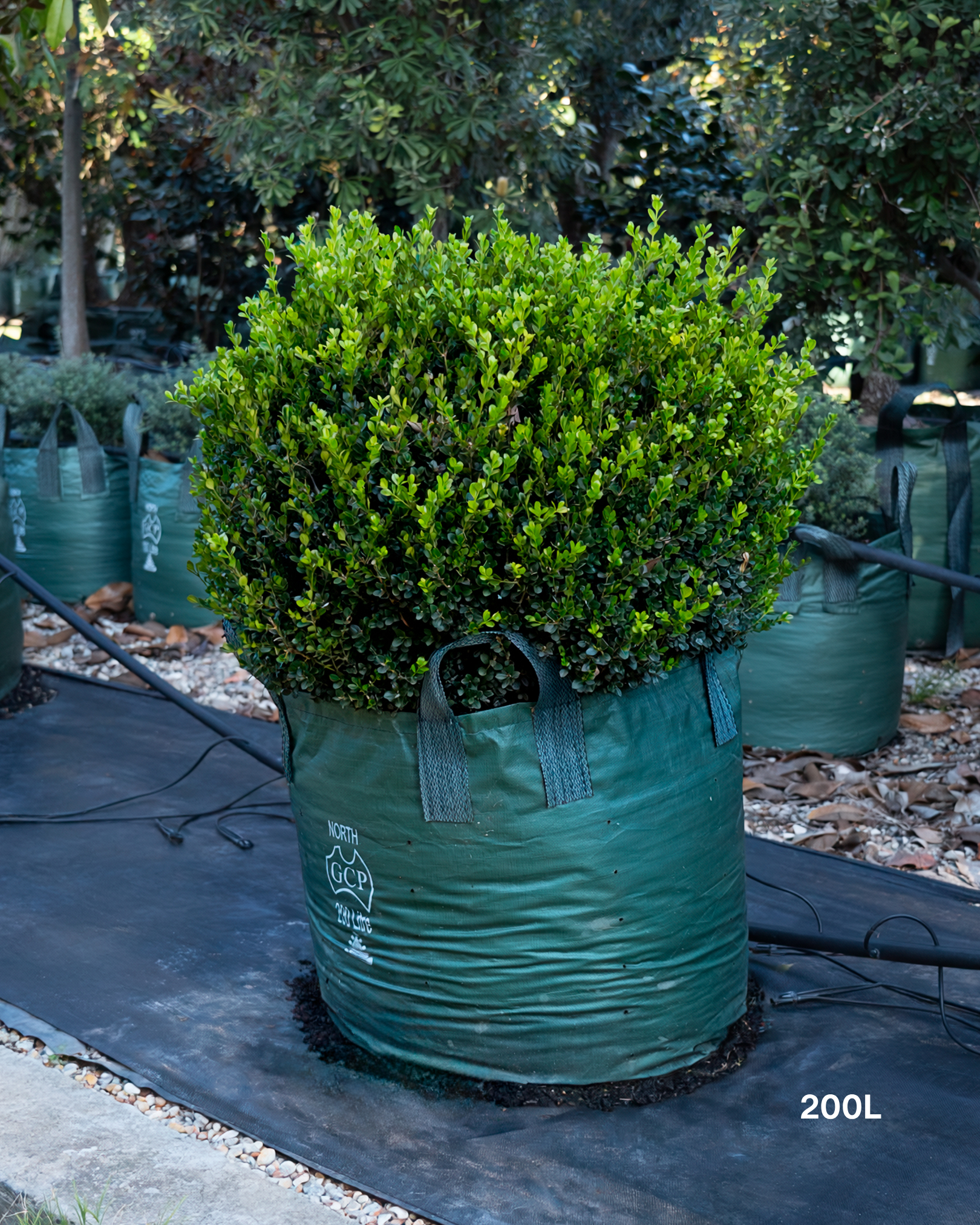 Buxus sempervirens English Box Topiary Balls