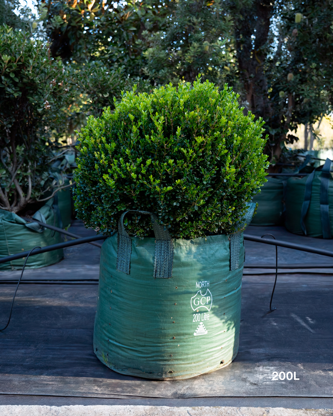 Buxus sempervirens English Box Topiary Balls
