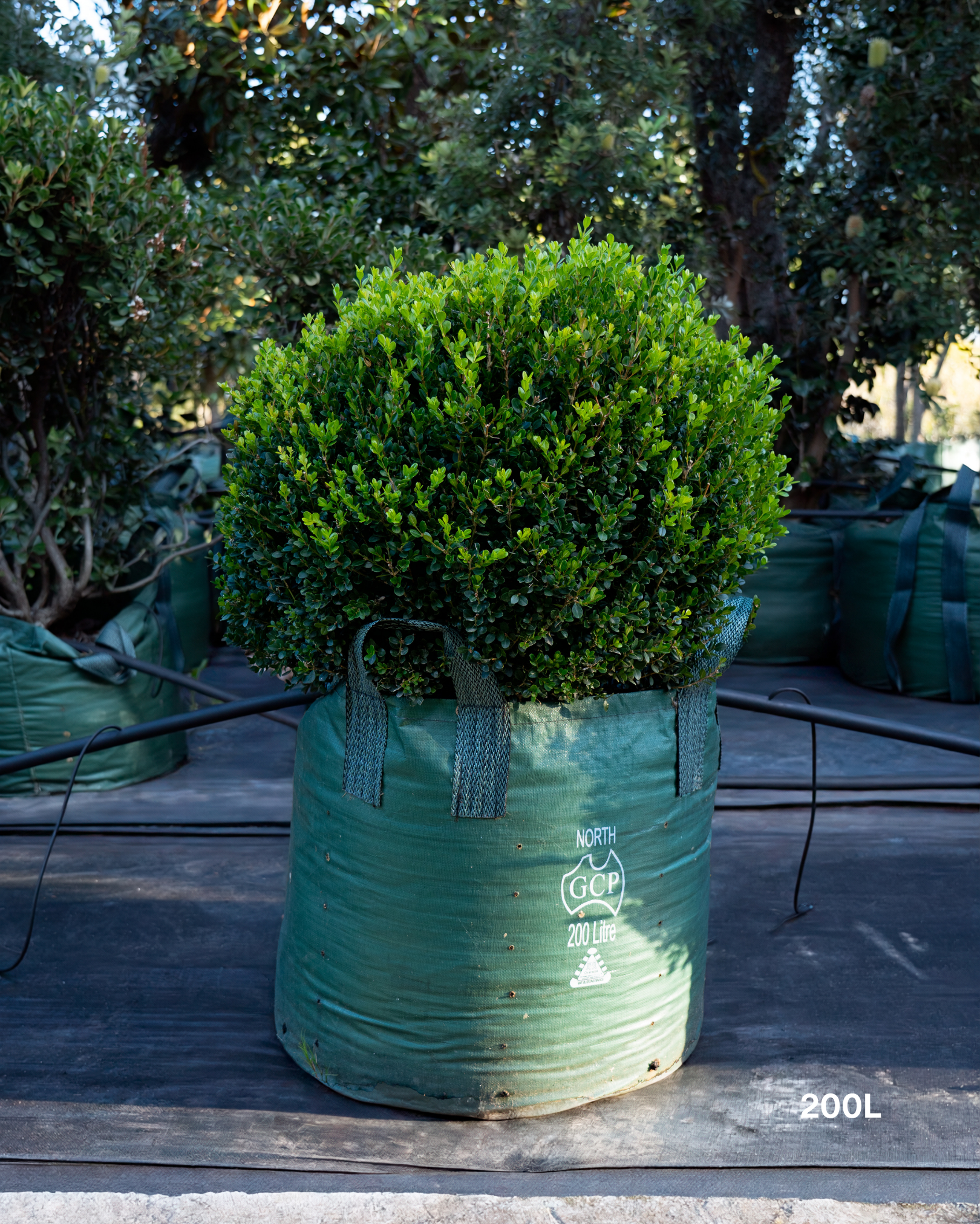Buxus sempervirens English Box Topiary Balls