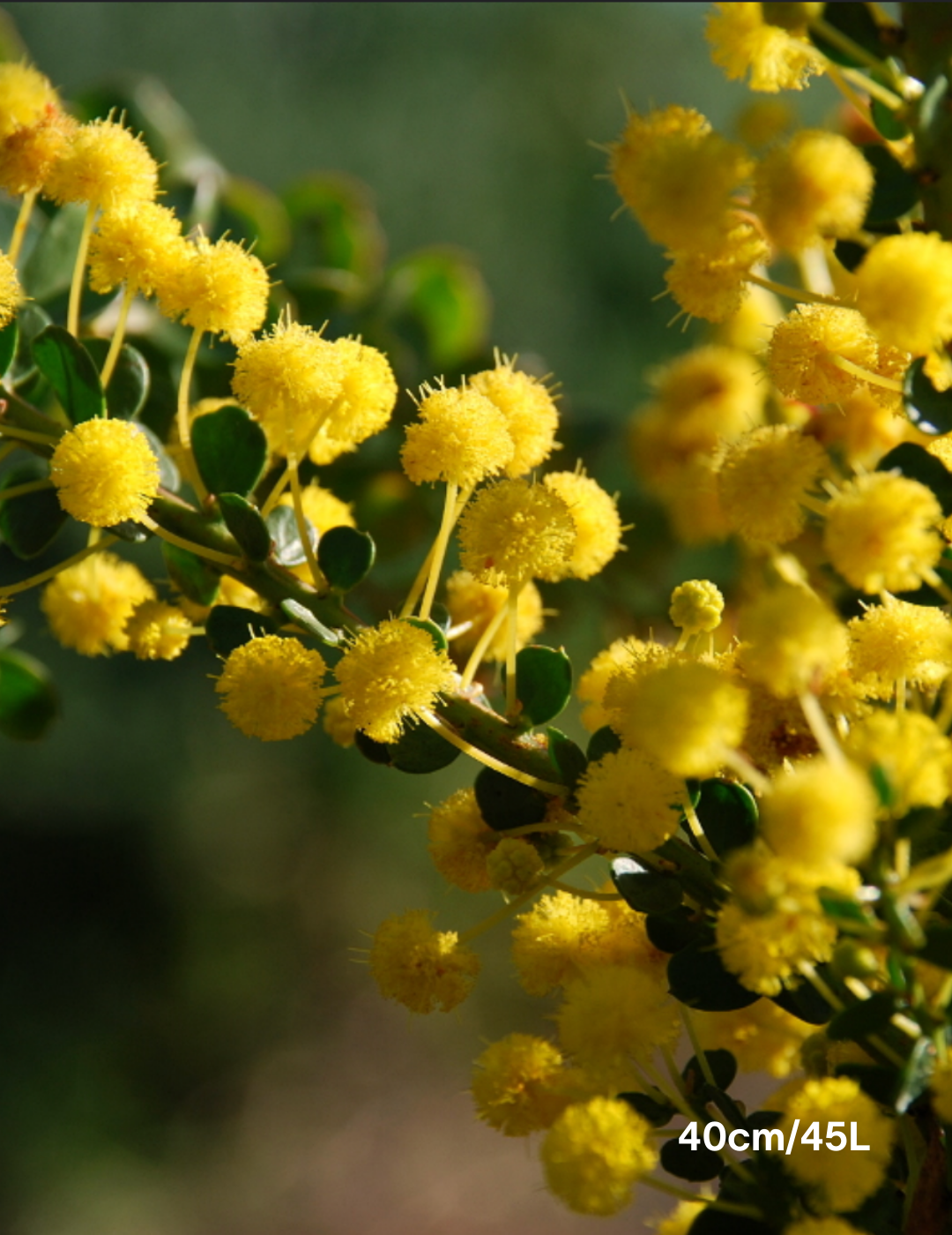 Acacia acinacea - Golden Dust Wattle