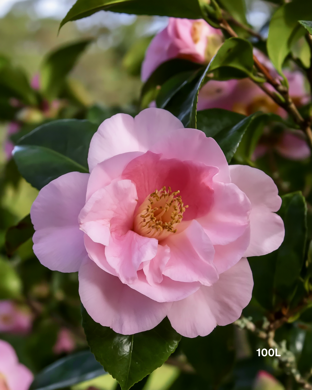 Camellia sasanqua ‘Edna Butler’ – Edna Butler Camellia