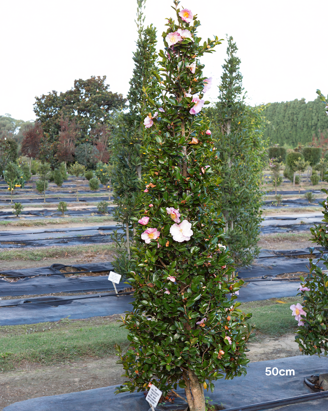 Camellia sasanqua ‘Edna Butler’ – Edna Butler Camellia