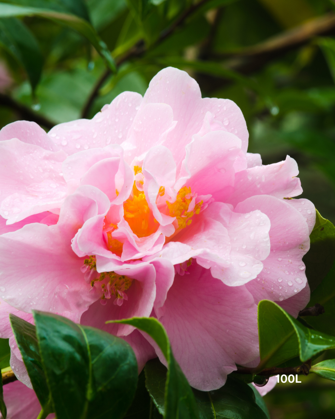 Camellia sasanqua ‘Edna Butler’ – Edna Butler Camellia