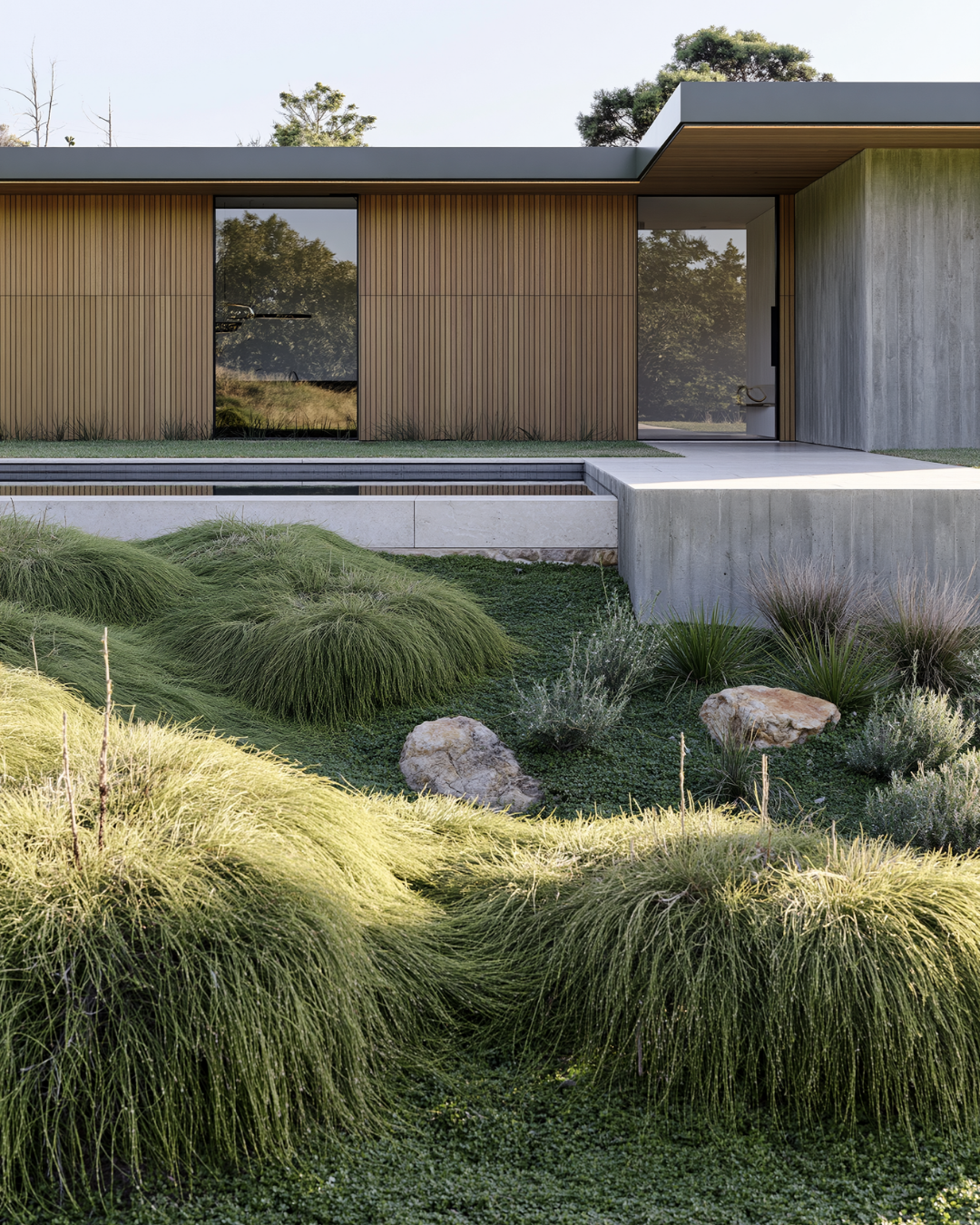 Casuarina glauca 'Cousin It'