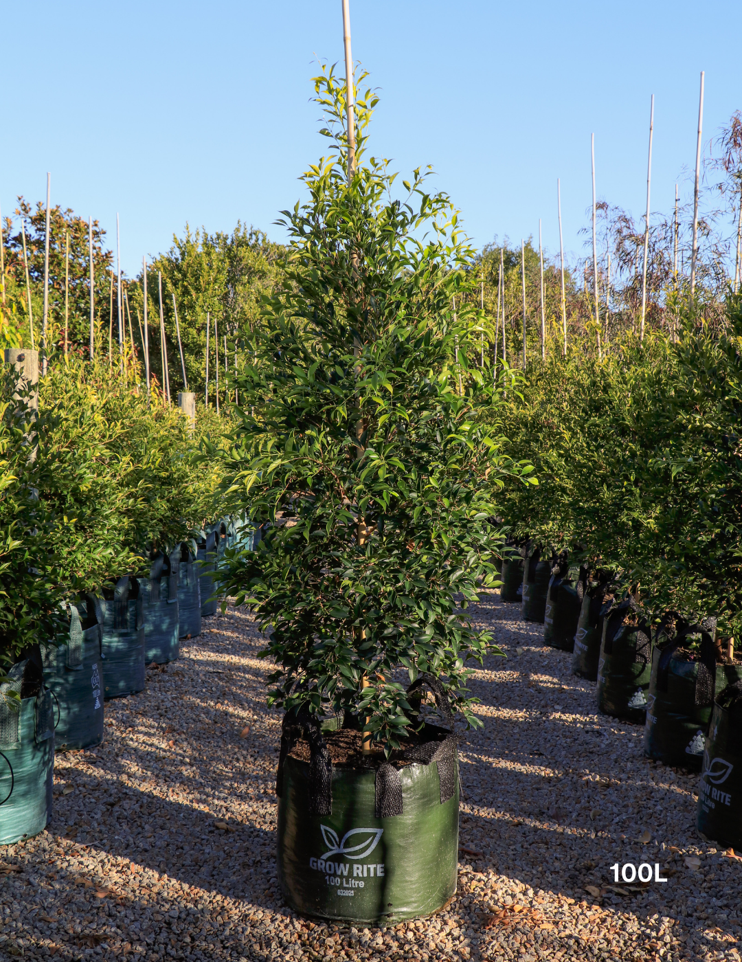 Acmena smithii 'Sublime' - Lilly Pilly - Evergreen Trees Direct