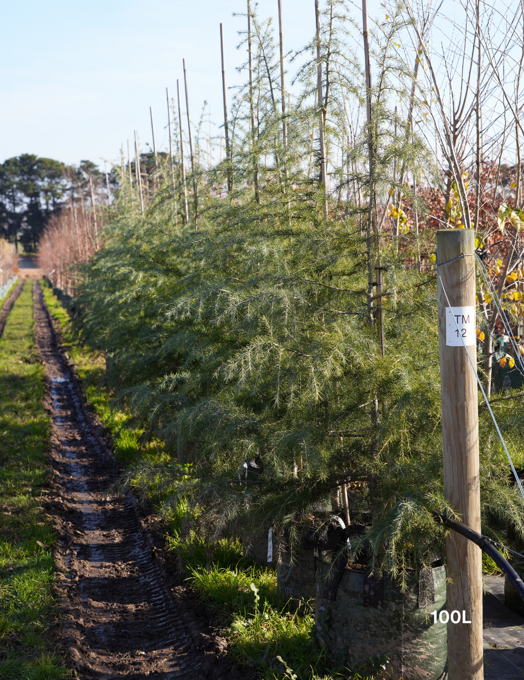 100 Yo Tree Cedrus deodara - Drought-Tolerant Evergreen Tree - 100L - Evergreen ...