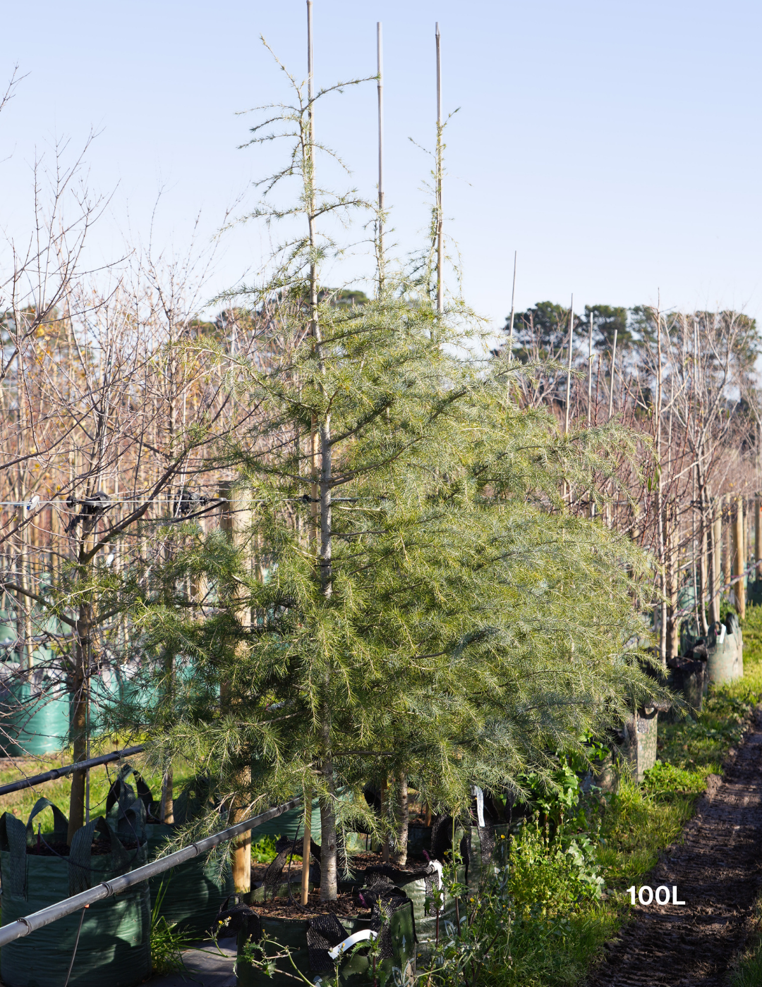 Cedrus deodara - Evergreen Trees Direct