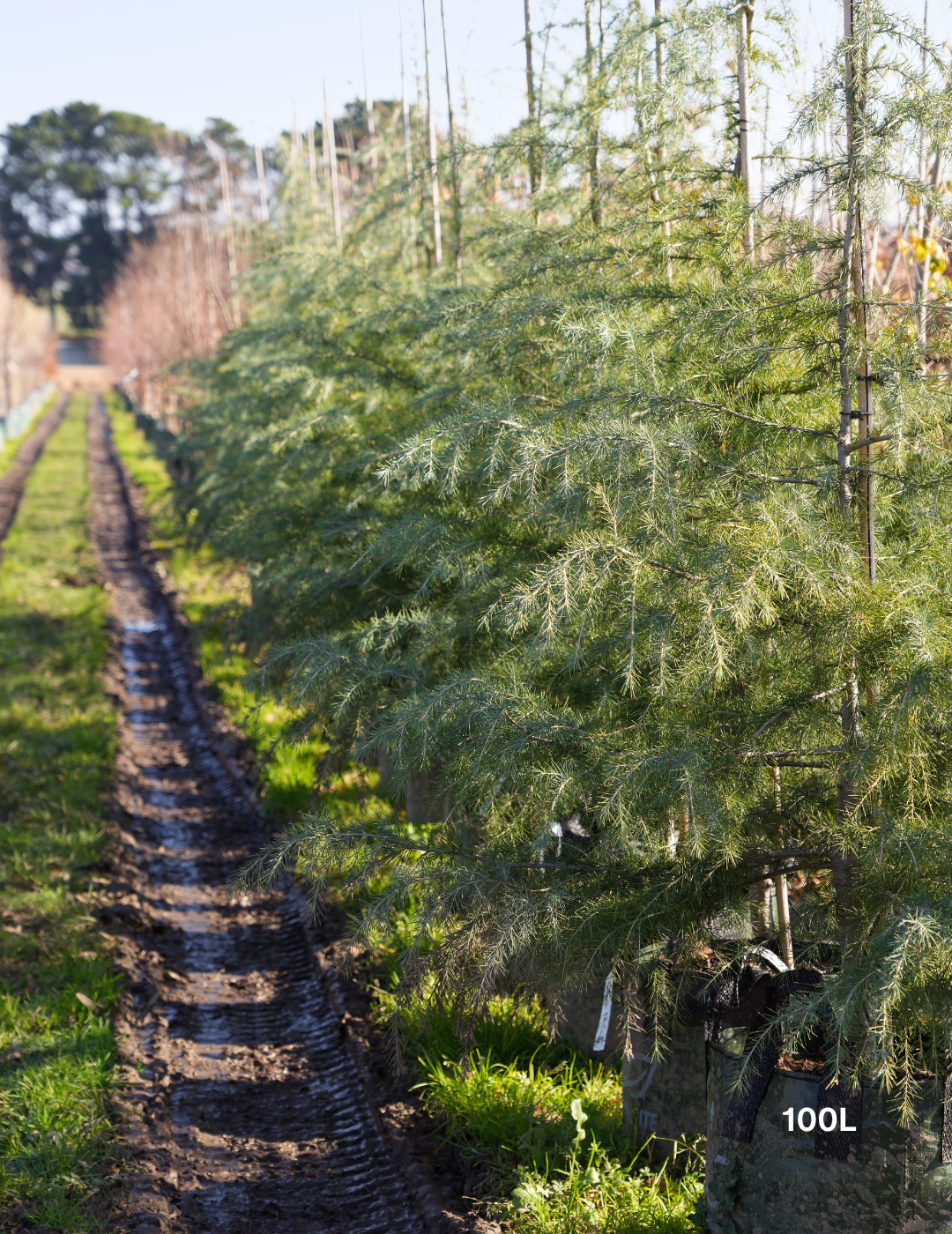 Cedrus deodara - Evergreen Trees Direct