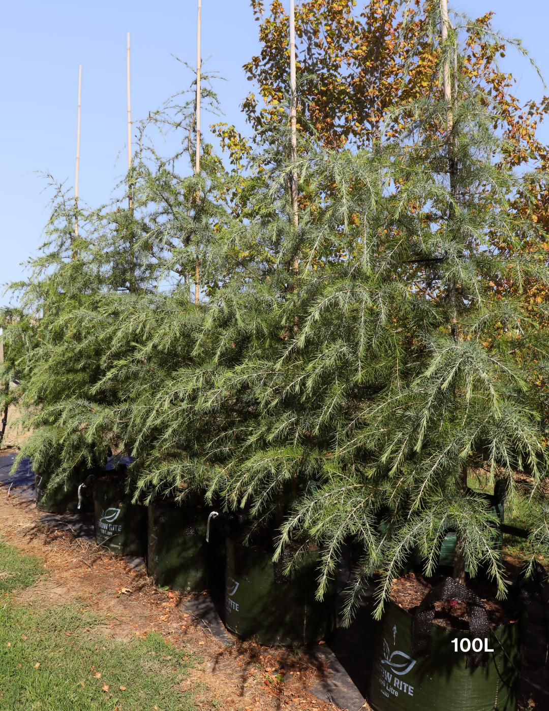 Cedrus deodara - Evergreen Trees Direct