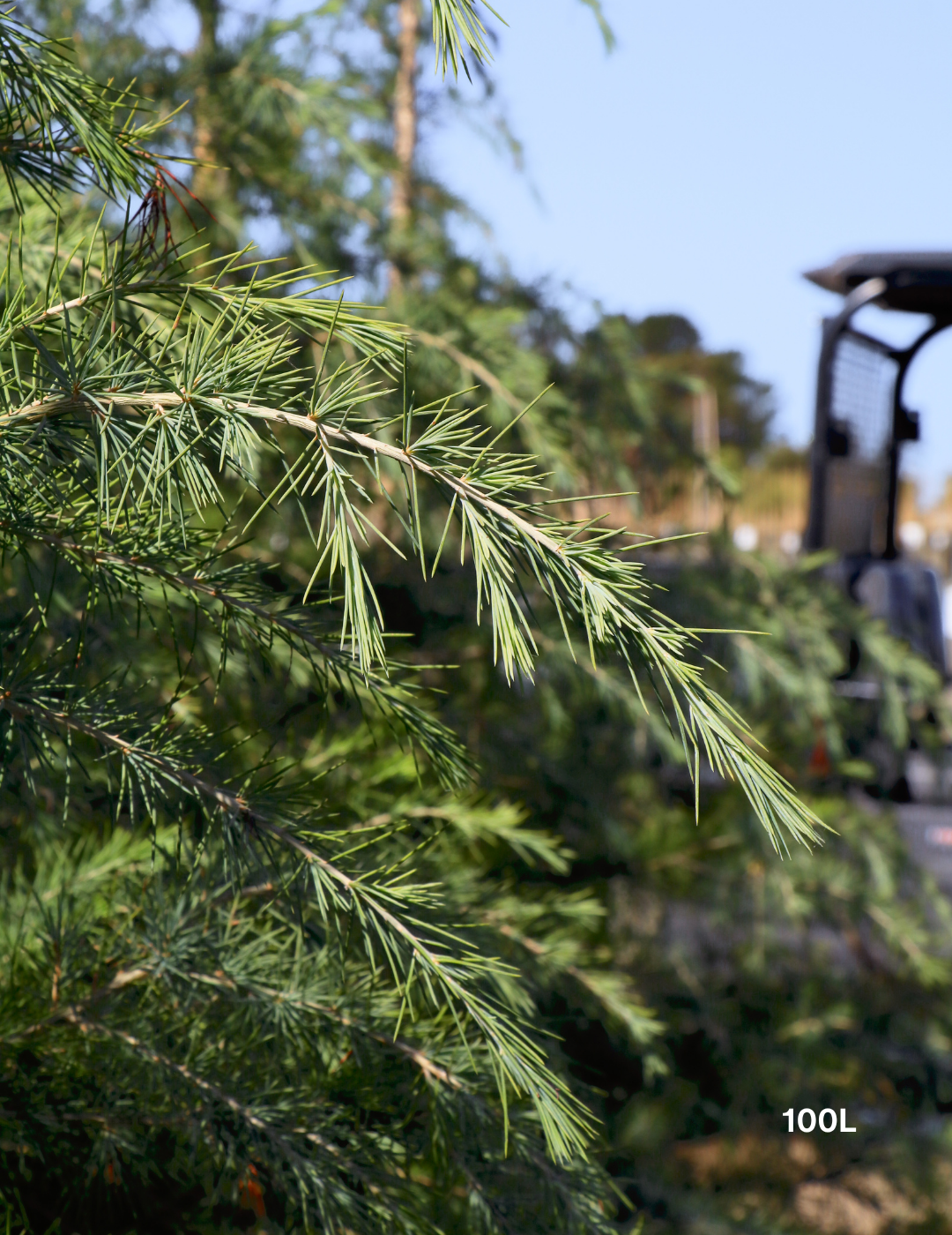 Cedrus deodara - Evergreen Trees Direct