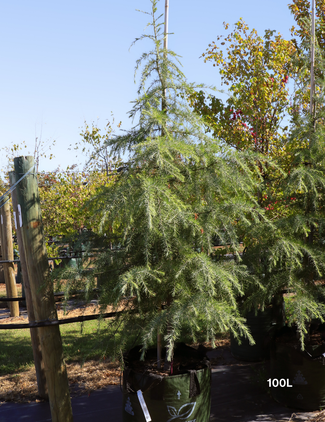 Cedrus deodara - Evergreen Trees Direct