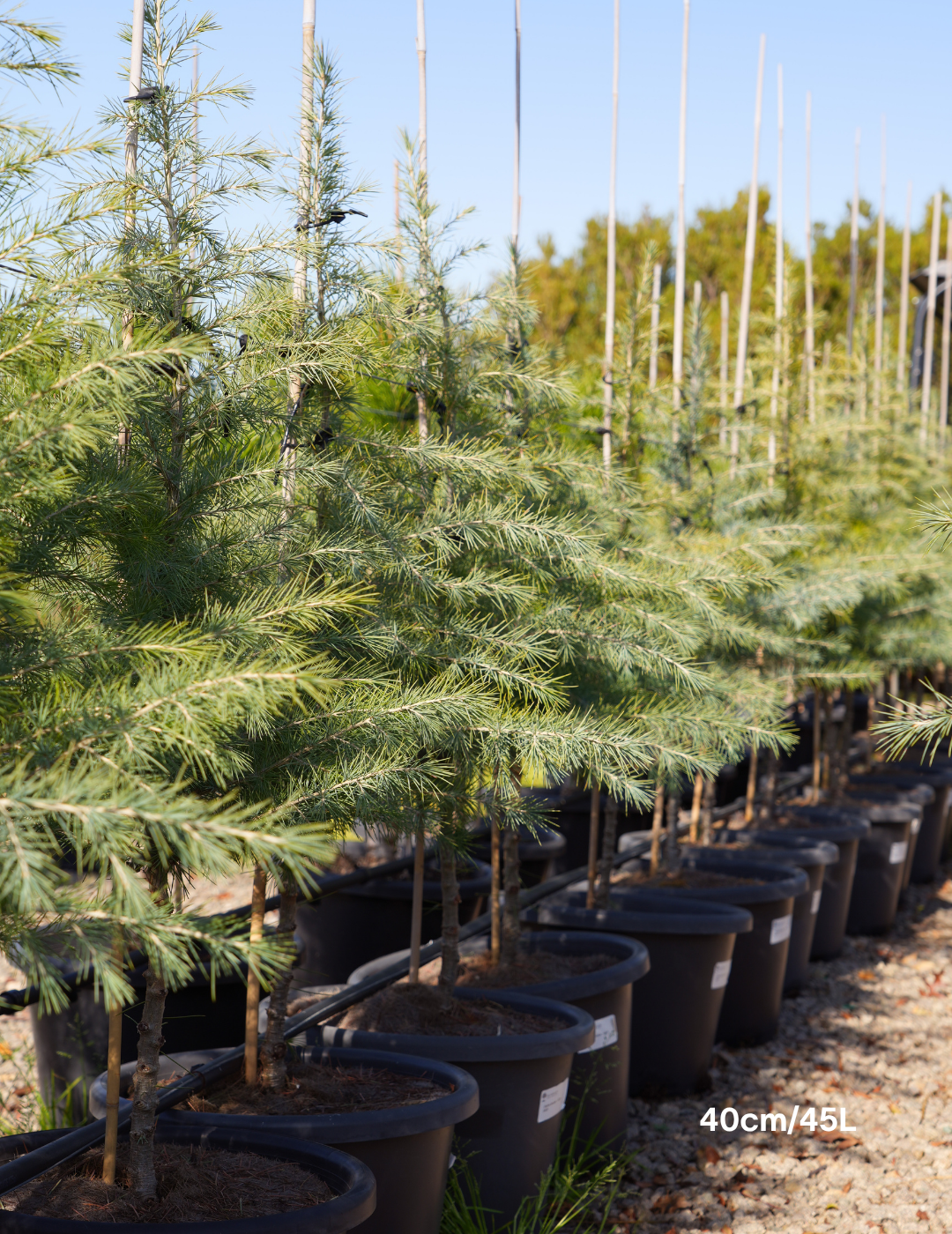 Cedrus deodara - Evergreen Trees Direct