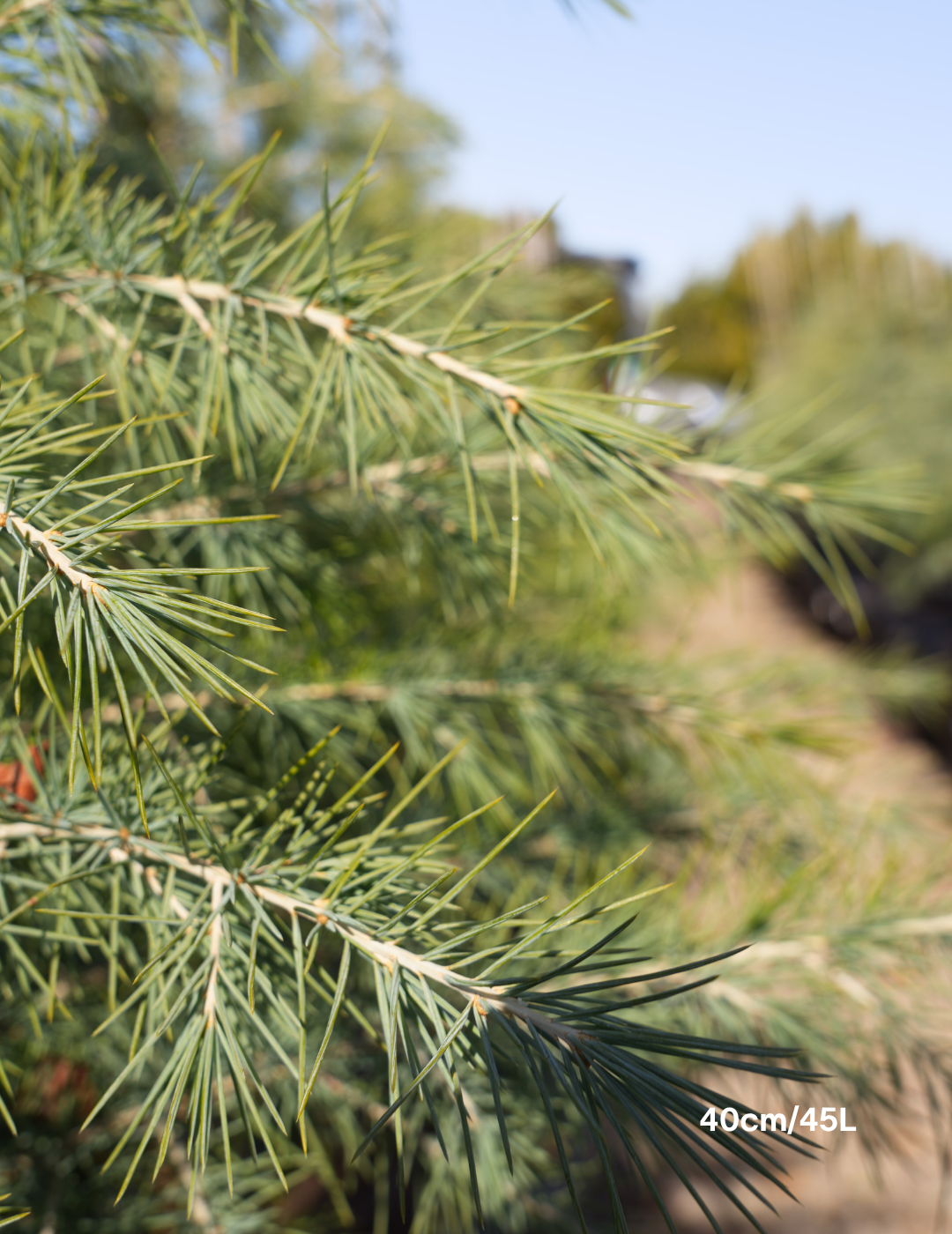 Cedrus deodara - Evergreen Trees Direct