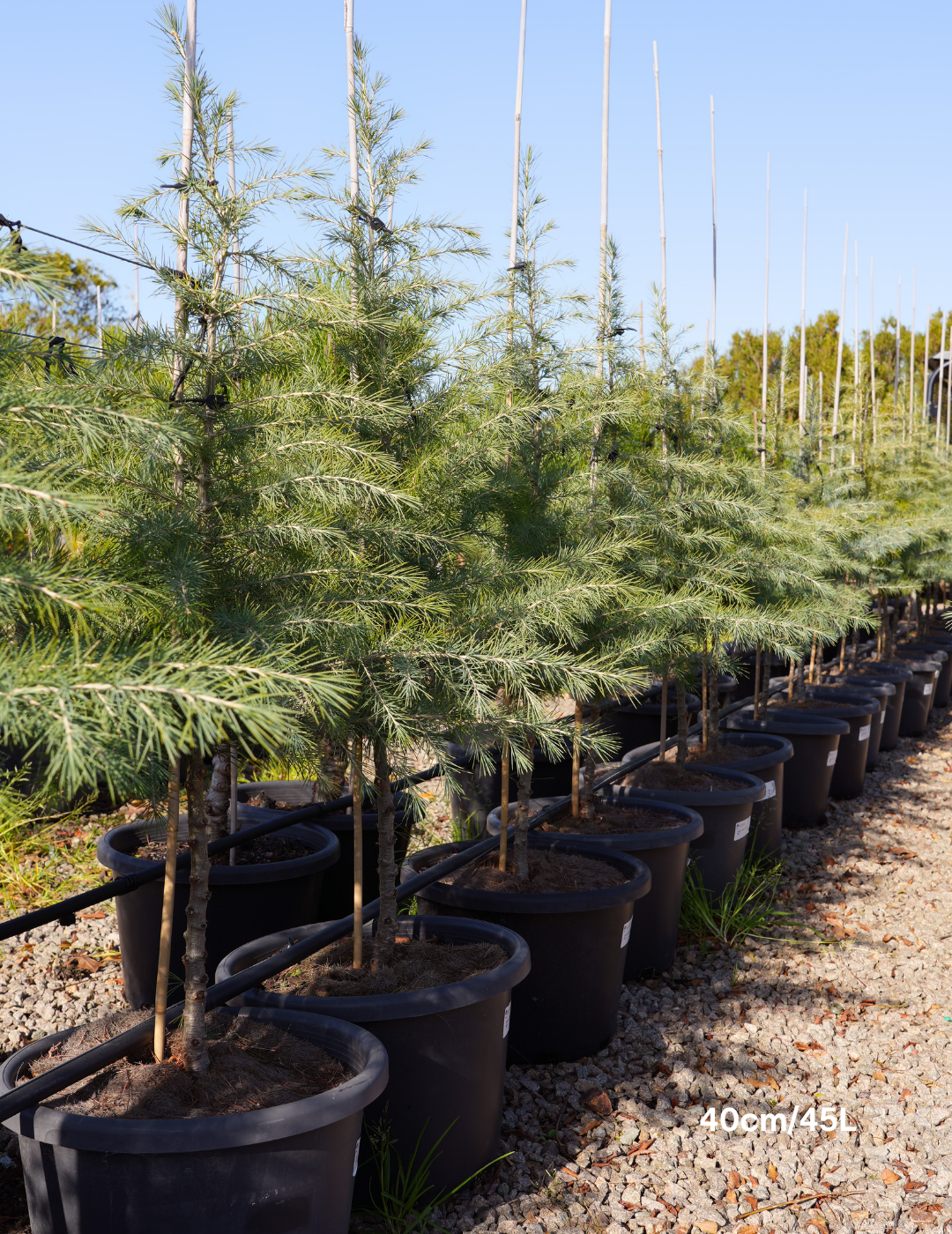 Cedrus deodara - Evergreen Trees Direct
