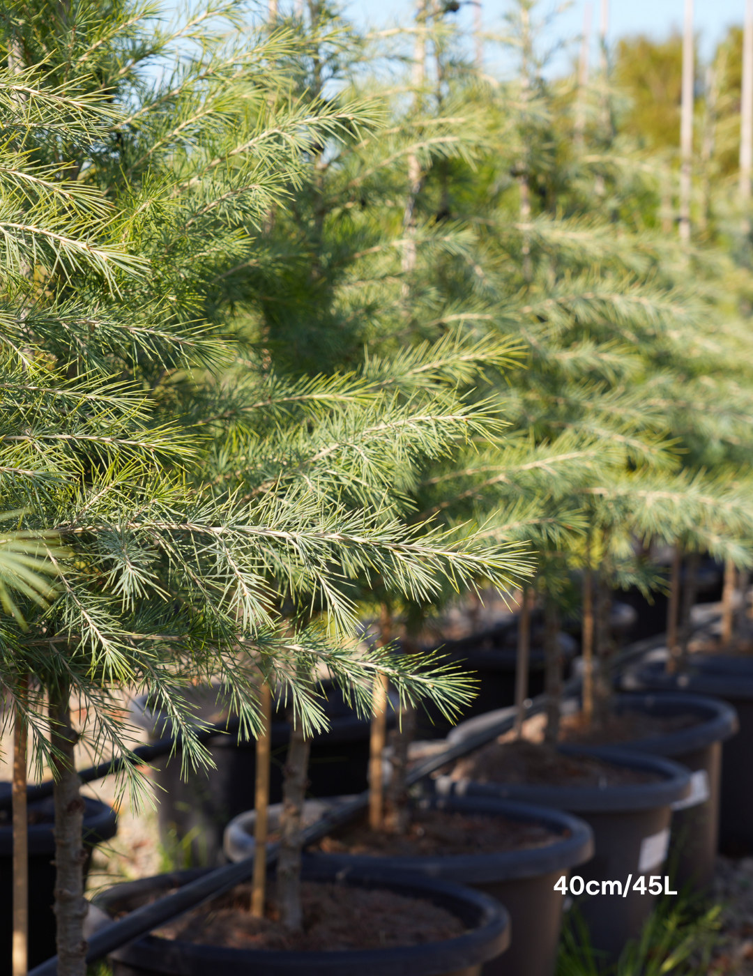Cedrus deodara - Evergreen Trees Direct