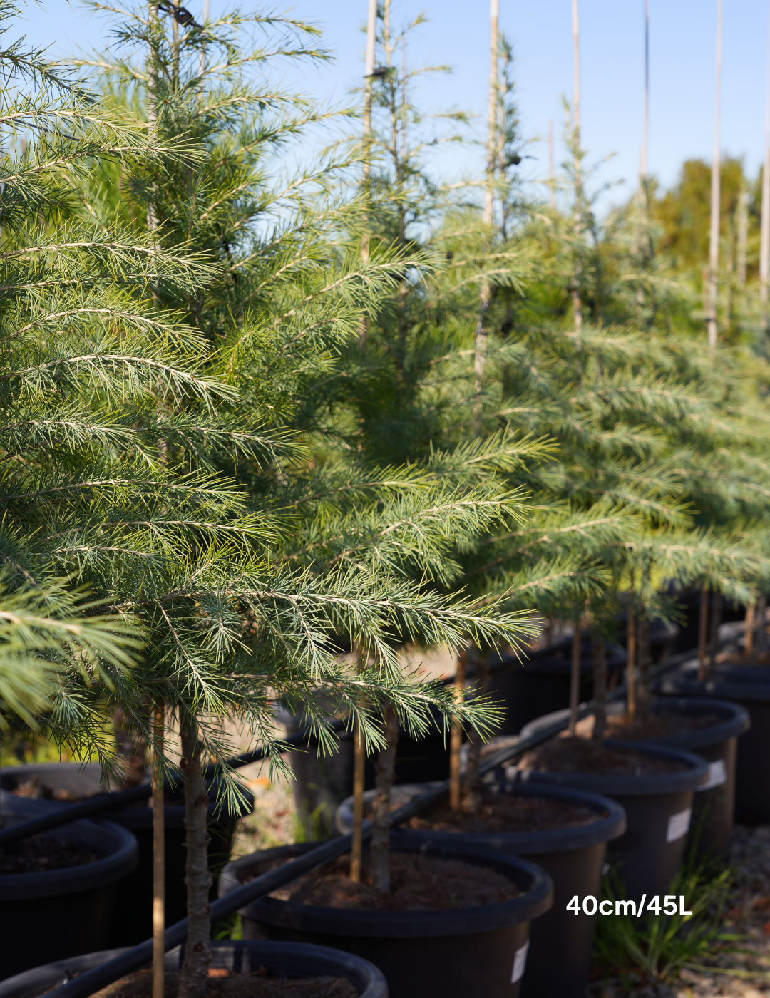 Cedrus deodara - Evergreen Trees Direct
