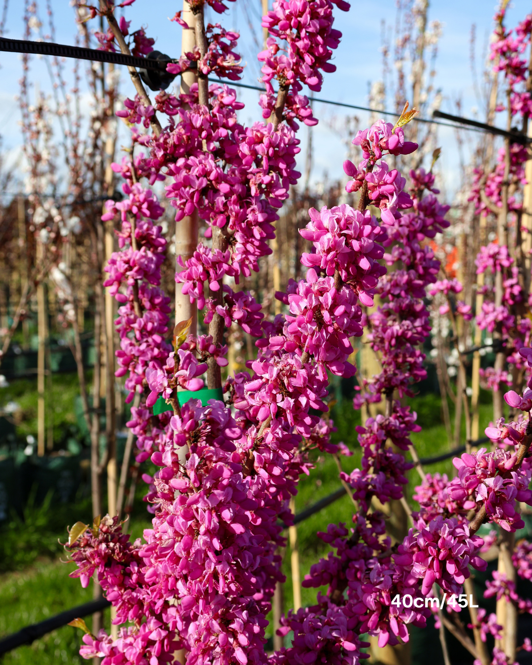 Cercis canadensis 'Forest Pansy'