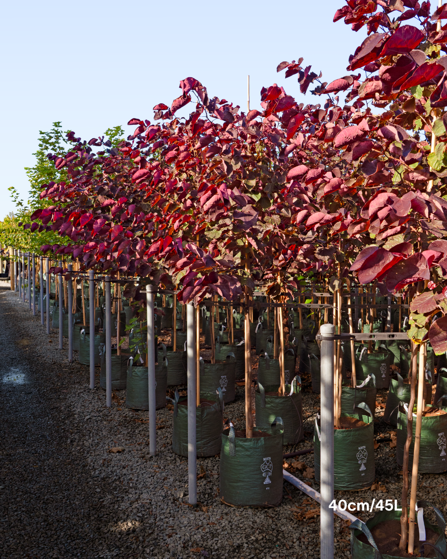 Cercis canadensis 'Forest Pansy'