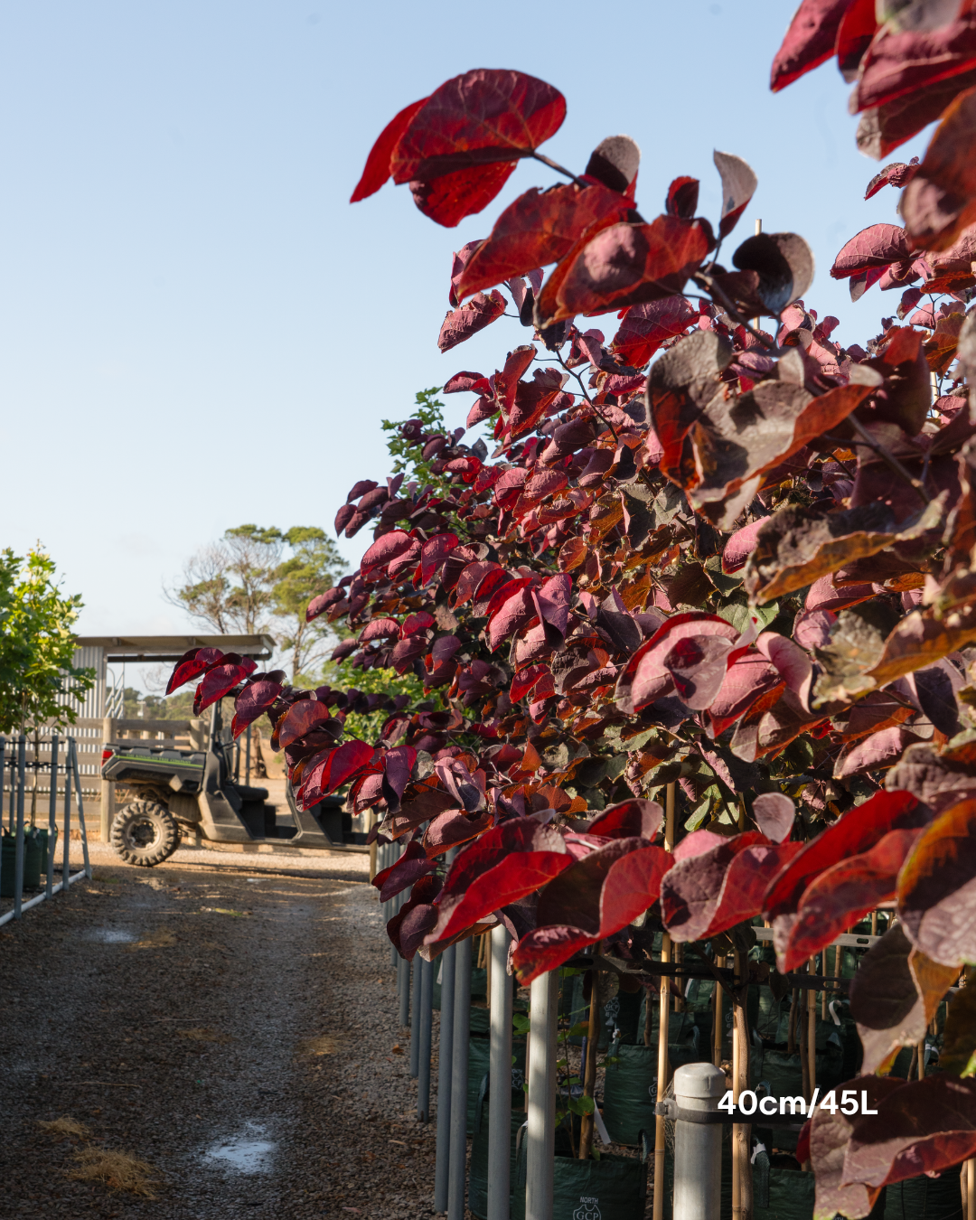 Cercis canadensis 'Forest Pansy'