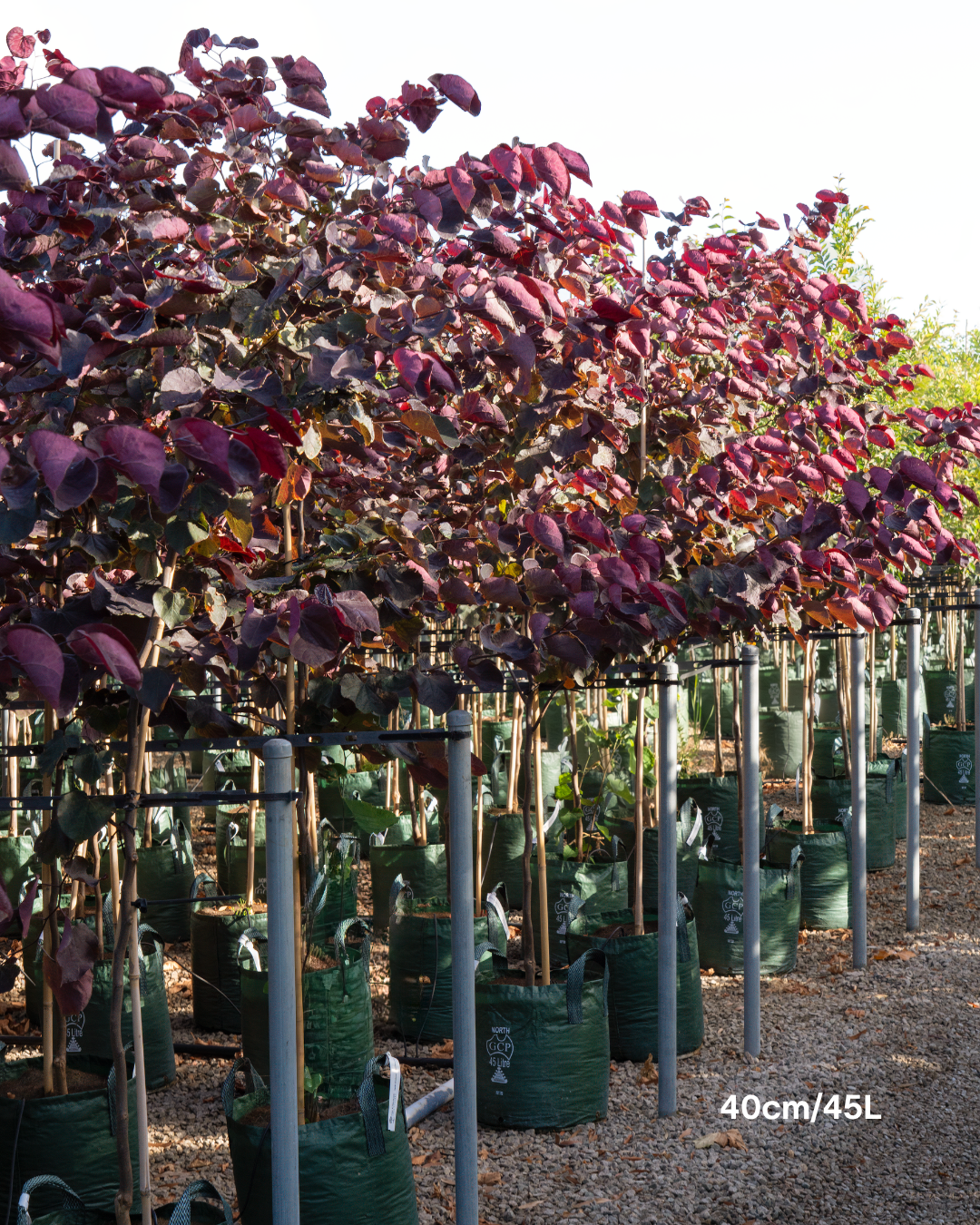 Cercis canadensis 'Forest Pansy'