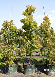 Cinnamomum Verum - Evergreen Trees Direct