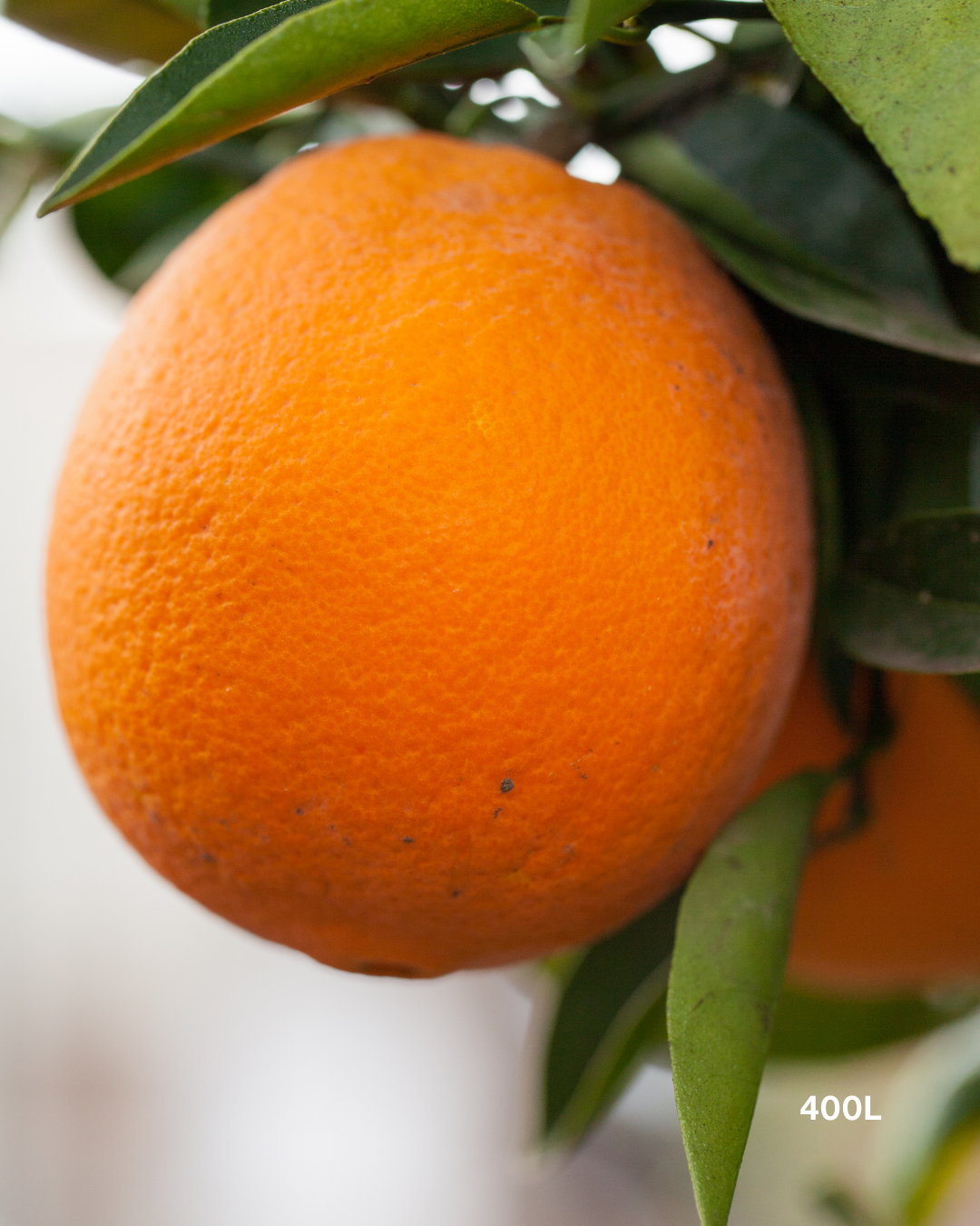 Citrus sinensis 'Cara Cara' – Cara Cara Navel Orange