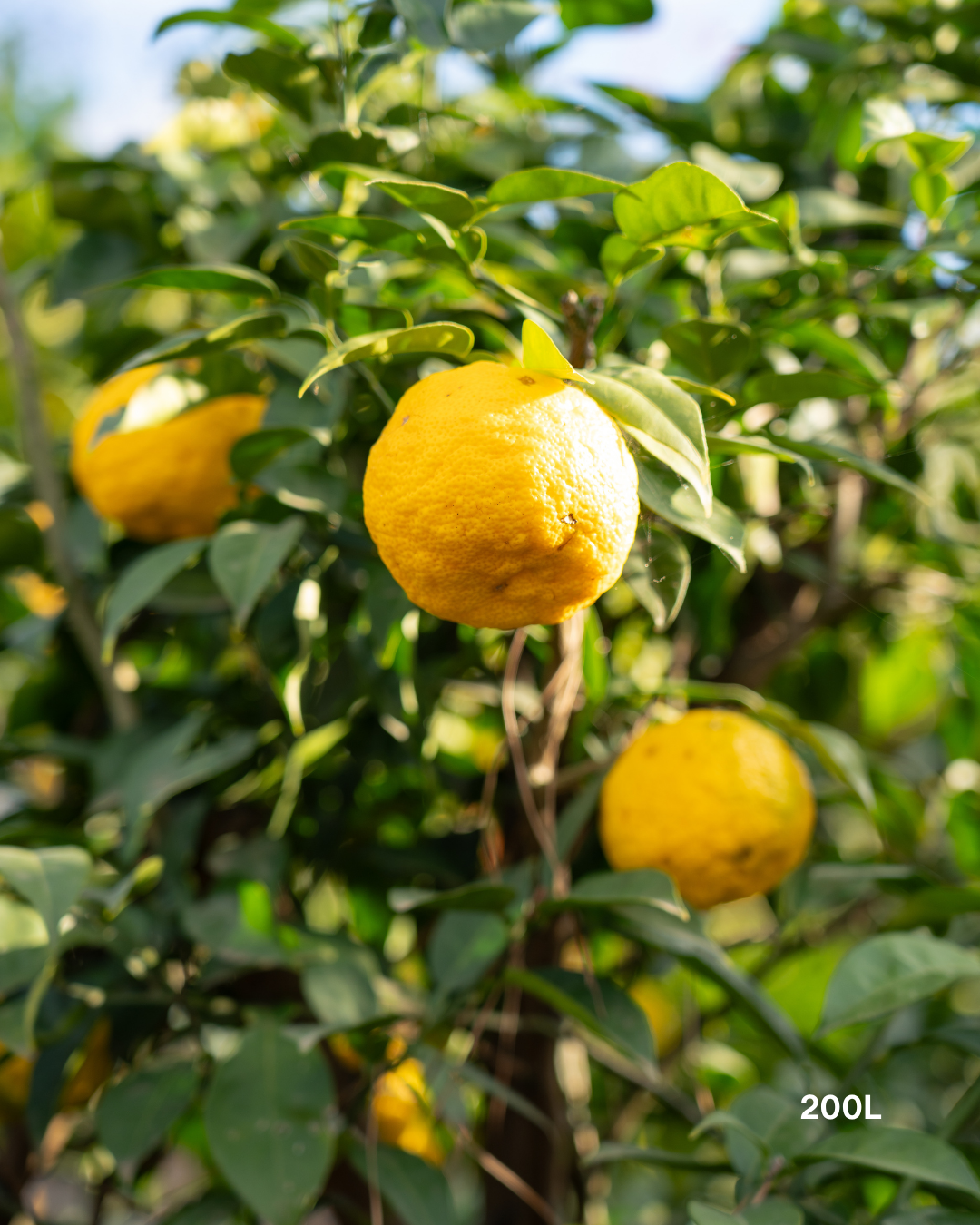 Citrus junos – Yuzu Citrus Tree
