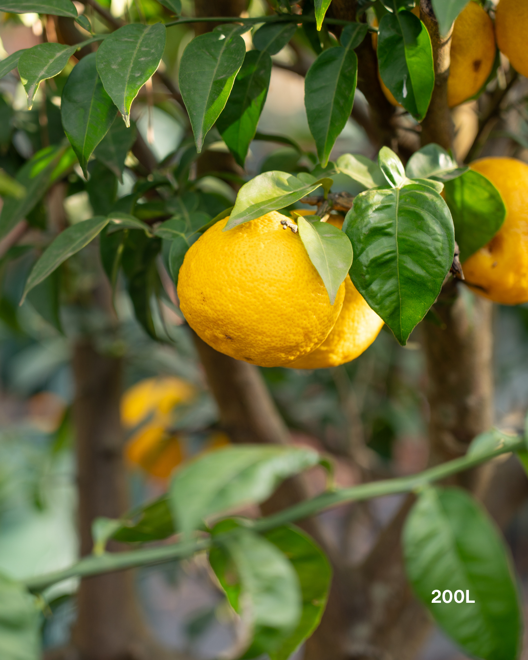 Citrus junos – Yuzu Citrus Tree