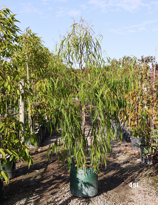 Corymbia citriodora 'Scentuous'