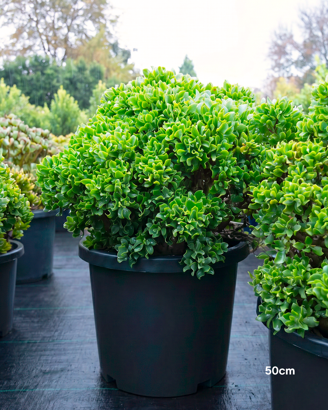 Crassula ‘Max Cook’ – Max Cook Jade Plant