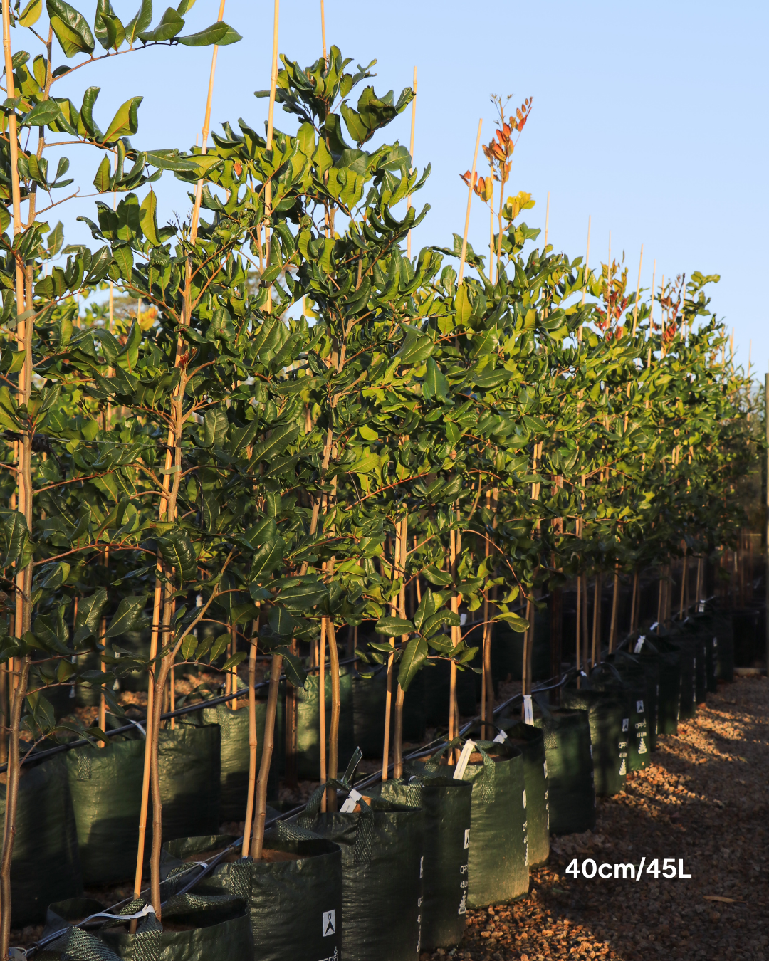 Cupaniopsis anacardioides Tuckeroo Tree