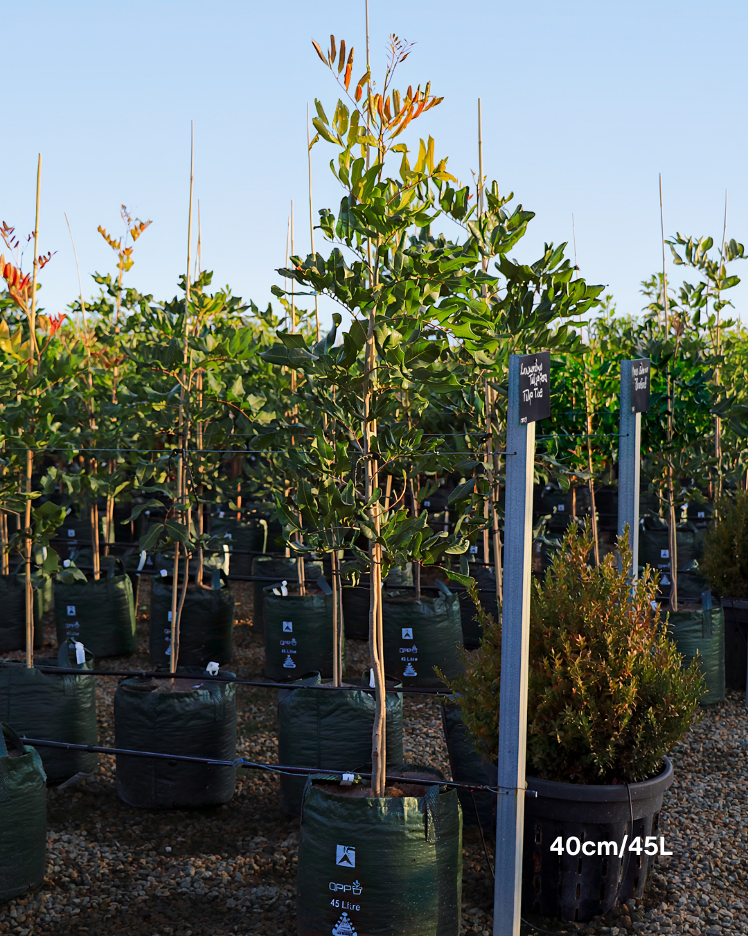 Cupaniopsis anacardioides Tuckeroo Tree