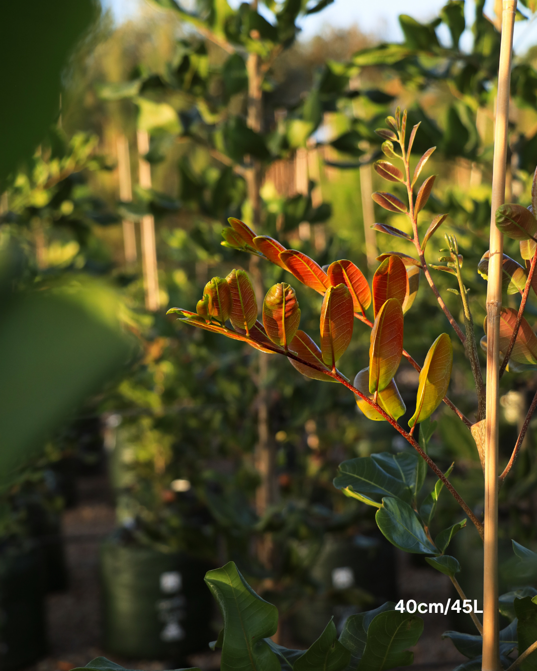 Cupaniopsis anacardioides Tuckeroo Tree
